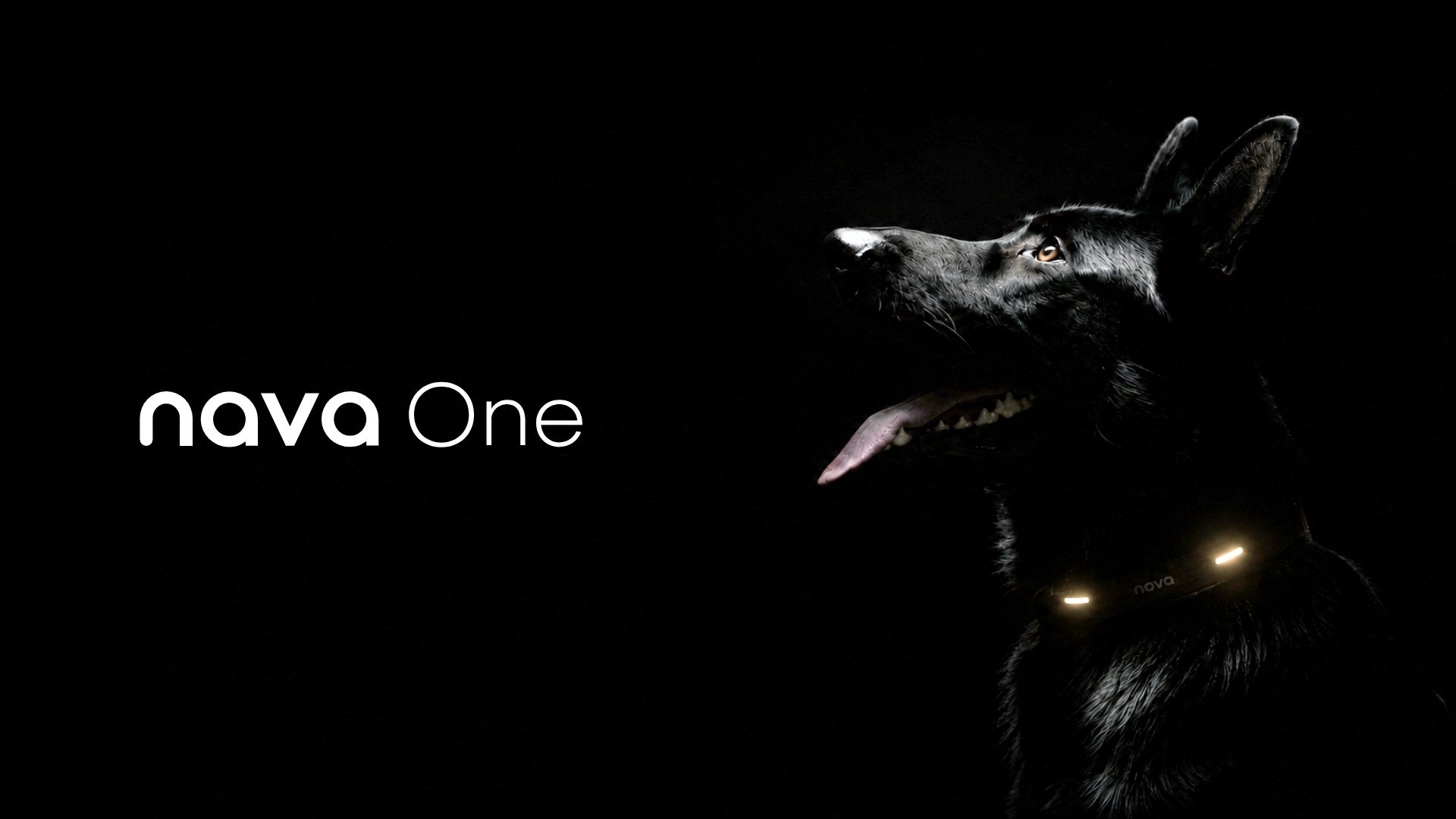 nava one — Hund mit dem nava Schutzhalsband, dessen Leuchtelemente im Dunkeln sichtbar sind